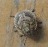 Eurygaster sp.